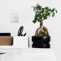 Legrand adorne 15 Amp 125-Volt Tamper Resistant 1-Gang Pop-Out Outlet, White -Surge Protectors Sales Store white legrand electrical outlets receptacles arptr151gw2 66 1000